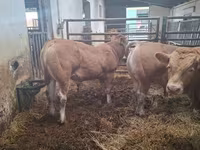 Bika, Blonde d’Aquitane cattle — 4. fotó