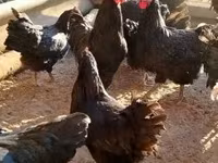 Australorp — foto 1
