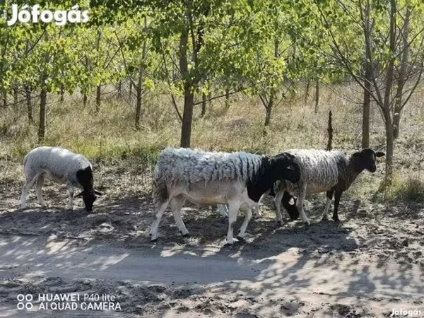 Juh, Dorper sheep — Magyarország