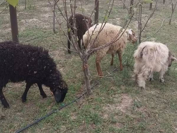 Juhok (tétel, nem megadva), Juhok
