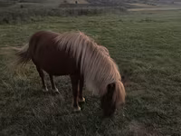 Mare, Australian Pony — photo 2