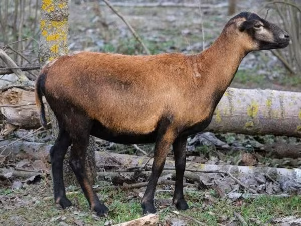 Oveja, Cameroon sheep — Hungría
