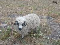 Widder, Racka sheep — Foto 2