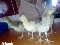 Brahma — Foto 3