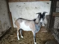 تيس, Nubian Goat — الصورة 2