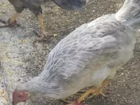 Chickens — foto 3
