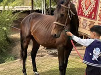 Kůň, Arabian horse — foto 3