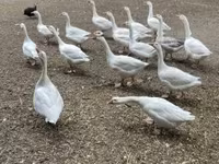 Geese — foto 1