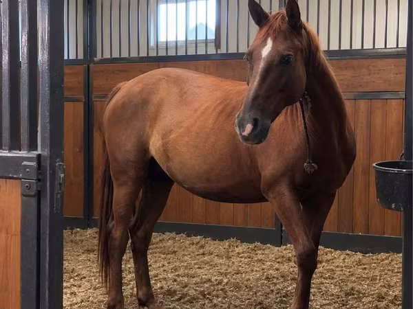 Stute, Thoroughbred horse