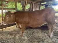 母牛, Limousin cow — 照片 3