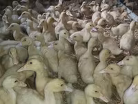 Ducks — zdjęcie 4