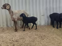 Juh, Arashan sheep — 4. fotó