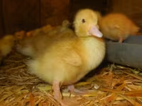 Ducks — zdjęcie 1