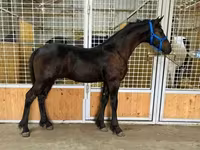 Айғыр, Dutch warmblood horse — 3-сурет