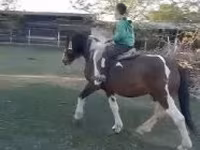 公马, Horses — 照片 2