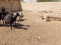 Sheep (batch, sex not specified), Sheep — photo 5
