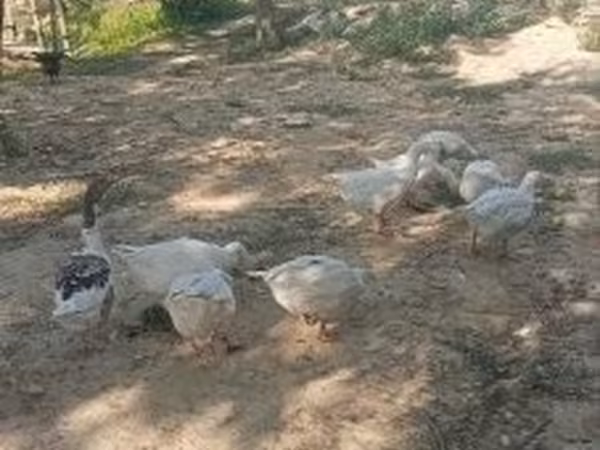 Geese — Ungarn