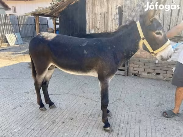 Hing, Lovak — Magyarország