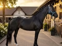 Бие, Dutch warmblood horse — 1-сурет