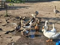Ducks — الصورة 2