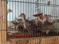 Turkeys — zdjęcie 3