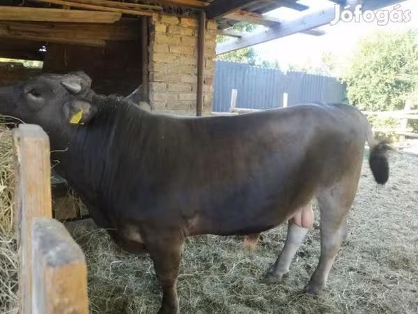 Bulle, Holstein-Rasse