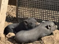 Boar, Вьетнамская вислобрюхая — photo 5