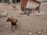 Cabro, Cabras — foto 1