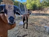 母羊, Cameroon sheep — 照片 4