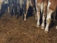ثور, Simmental cattle — الصورة 3