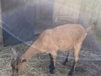 母山羊, Alpine goat — 照片 1