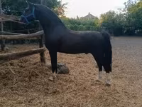 حصان, Dutch warmblood horse — الصورة 4