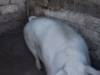 母猪, Pigs — 照片 4