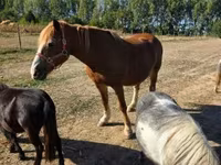 Mare, Horses — photo 3
