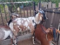 公山羊, Nubian Goat — 照片 5
