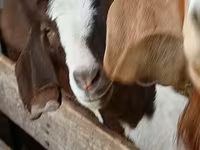 Kozel, Boer goat — foto 1
