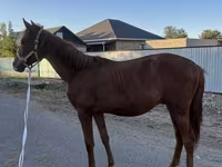 Hing, Arabian horse — 1. fotó