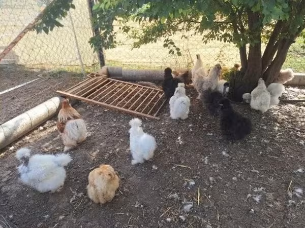 Chickens