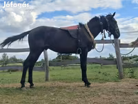公马, Nonius horse — 照片 1
