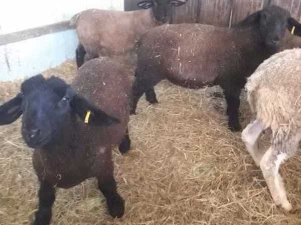 भेड़, White Suffolk sheep — हंगरी
