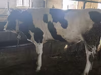 Touro, Simmental cattle — foto 7