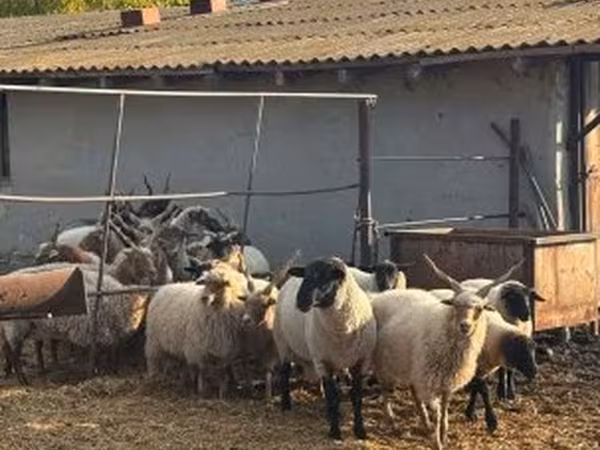Schaf, Racka sheep
