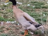 Indian Runner — foto 7