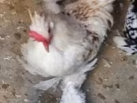 Chickens — फ़ोटो 3