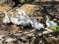 Geese — foto 6