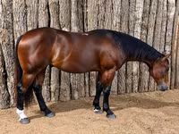 Hing, Quarter Horse — 2. fotó