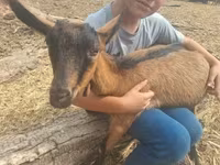 公山羊, Nubian Goat — 照片 3
