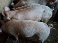 Pigs (batch, sex not specified), Pigs — photo 1