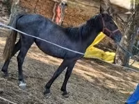 母马, Horses — 照片 7