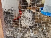 Quails — الصورة 1